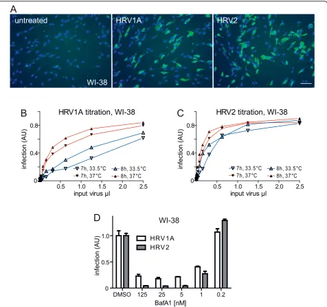 Figure 6 MabJ2 detects HRV1A and 2 infections of diploid human lung airway cells. (A) Example images of WI-38 non-transformed primaryhuman embryonic diploid airway cells inoculated with HRV1A or HRV2 and stained for dsRNA replication centers using mabJ2 (g