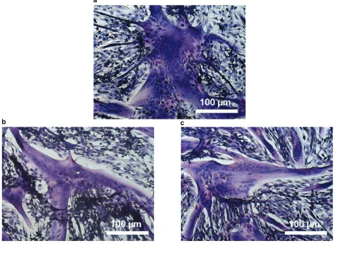 Figure 7 Light microscopy on H&E-stained cell samples showing myotube formation: differentiated C2C12 cultured with 0 (a), 5 (b), and 10 (c) µg/mL of PLL-BNNTs; fusion index evaluated for the three cultures (d).Abbreviations: BNNTs, boron nitride nanotubes; H&E, hematoxylin–eosin; PLL, poly-l-lysine.