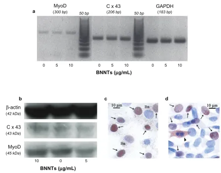 Figure 8 RT-PCR results for MyoD and Cx43 expression in C2C12 cells differentiated in presence of 0, 5, and 10 µg/ml of PLL-BNNTs; GAPDH was used as internal standard (a) Western blot results for MyoD and Cx43 production in the same cultures; β-actin was used as internal standard (b) Immunocytochemical analysis for MyoD expression on BNNT-treated cell samples (c) and controls without BNNTs (d) “Bn” indicates visible dotting in the cytoplasm due to BNNTs, the arrows indicate MyoD positive cells at nuclear level, while the arrowhead indicates MyoD positive cells at cytoplasm level.Abbreviations: BNNTs, boron nitride nanotubes; H&E, hematoxylin–eosin; PLL, poly-l-lysine; RT-PCR, reverse transcription – polymerase chain reaction.