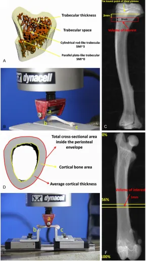 Figure 1. The general chart of the experimental methods of μCT and three-point bending test