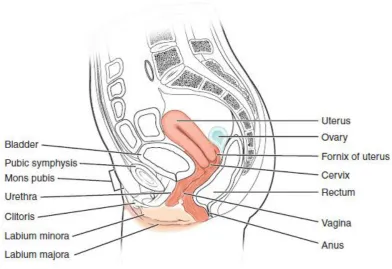Fig 2: Structures related to the uterus (Wikipedia) 