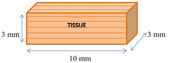Fig 8: Tissue dimensions 