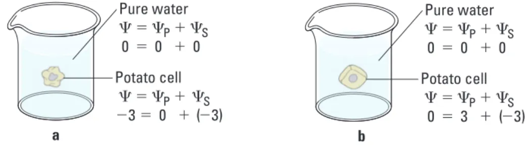 Figure 2. Plant cell in an aqueous solution. The water potential of the cell equals that of  surrounding solution at dynamic equilibrium