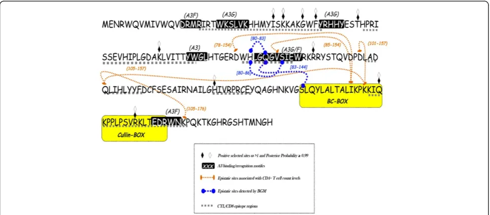Figure 1 Consensus sequences of the vif gene of HIV-1. The consensus was obtained from an alignment of 71 sequences containing only subtypeB viruses