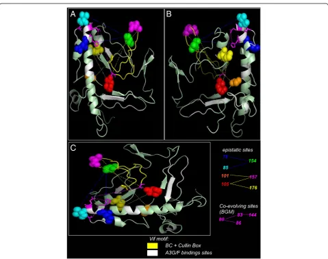 Figure 2 Epistatic codons and CD4 levels.SOCS BOX (BC Box+Cullin Box) and grey regions are A3 binding sites (see text for more details)