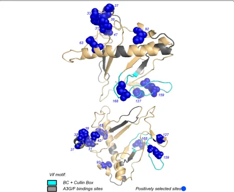 Figure 4 Positively selected codons in the structure of vif protein.of HIV-1. Blue spheres indicate locations of positively selected codons