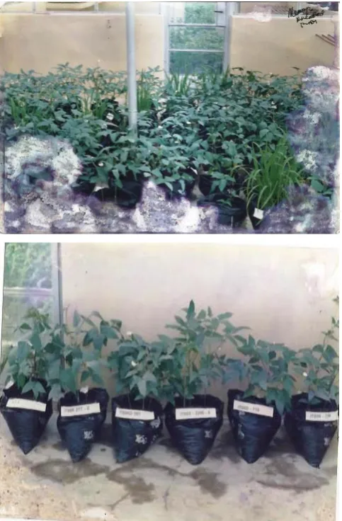 Table 2: Growth Parameters and Dry matter Yield of different Varieties of Cowpea and Rice in the  Studied Site