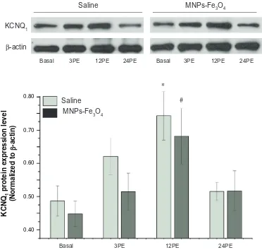 Table 2 effect of MNPs-Fe3O4 on change of KcNQ1 expression in mouse cardiac muscle