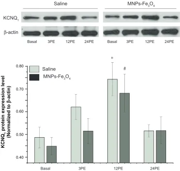 Table 2 effect of MNPs-Fe3O4 on change of KcNQ1 expression in mouse cardiac muscle