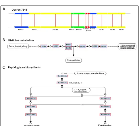 Table 1 Essential genes, operons and pathway in reference strains H37Rv, H37Ra, CDC1511, F11, KZN1435