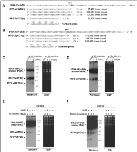 Figure 1 Experimental validation of tRF expression. Ahybridization of each tRF-5. Photographs of an autoradiogram (designated(designatedwere performed on the mouse tissues used in the deep sequencing (panelslengths of each tRNA and tRF-5s are indicated in 