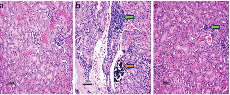 Figure 3 Histopathological microscopic images of kidney tissues of AJ-646 mice euthanized 5 days after intraperitoneal administration:  unremarkable to rare small peri-glomerular aggregates of mononuclear cells (arrow)