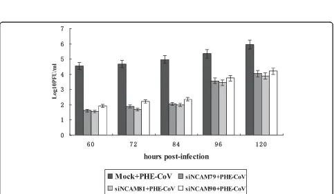 Figure 7 The NCAM siRNAs inhibit PHE-CoV infection by indirect immunofluorescencewith 80% acetone for 10 min at -20°C, rehydrated in PBS, labeled with rabbit PHE-CoV antiserum, and washed three times with PBS