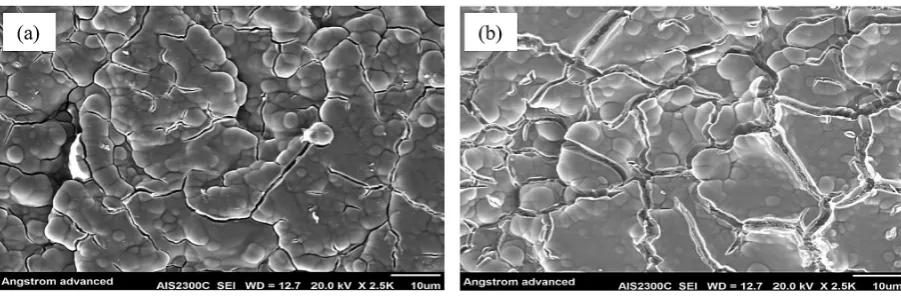 Figure 3. SEM of sea lettuce (a) before and (b) after phenol adsorption