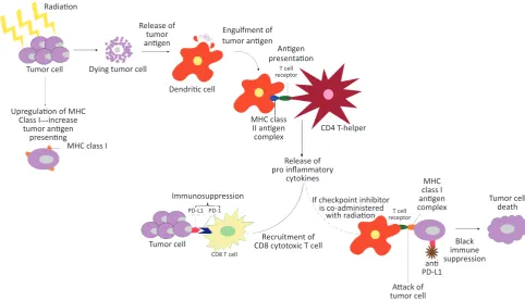 Figure 1. Synergistic effect of combining radiotherapy and immunotherapy. Radiotherapy will act to increase tumor antigen, which increases tumor antigen presentation