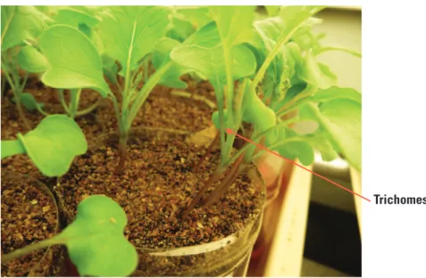 Figure 7. The plants here are 7–12 days old.