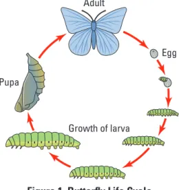 Figure 1. Butterfly Life Cycle
