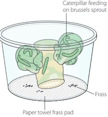 Figure 4. Brassica Barn 