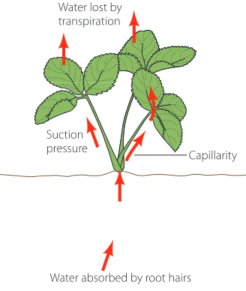 Figure 1. Transpiration Model