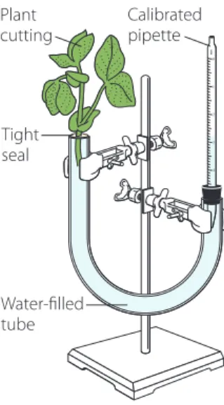 Figure 2. Potometer Assembly