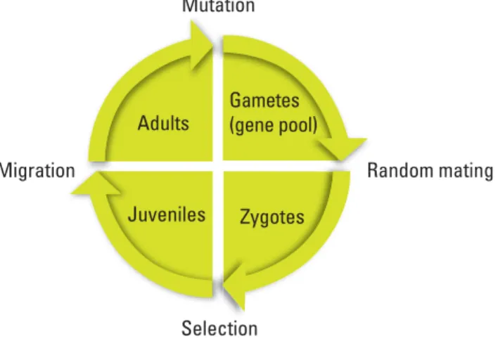 Figure 1. Life Stages of a Population of Organisms 