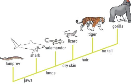 Figure 2 includes additional details, such as the evolution of particular physical  structures called shared derived characters