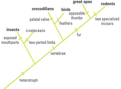 Figure 4. Fossil Cladogram