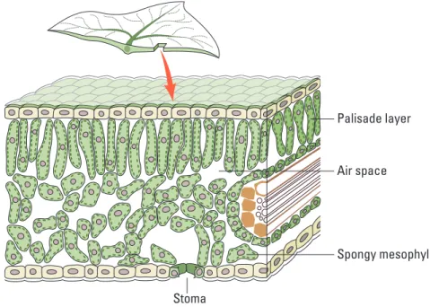 Figure 1. Leaf Anatomy