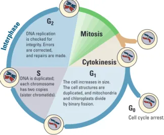 Figure 1. The Cell Cycle Showing G 1 , S, and G 2  Phases, Mitosis, and Cytokinesis
