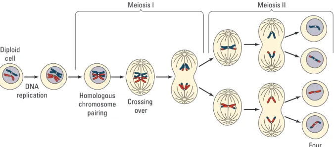 Figure 6. Meiotic Cell Division Emphasizing Chromosome Movement 