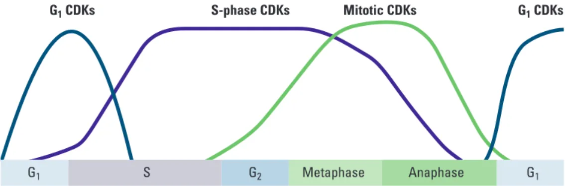 Figure 3. Levels of CDKs During the Cell Cycle