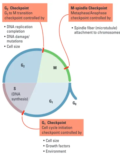 Figure 4. Diagram of the Cell Cycle Indicating the Checkpoints