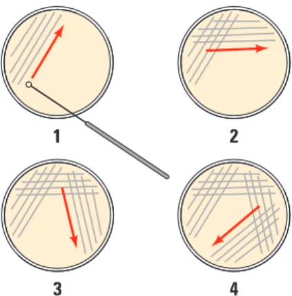 Figure 3. Technique for Plating Bacteria on Agar