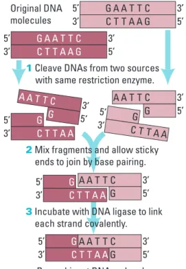 Figure 1. Recombinant DNA Using Restriction Enzymes 