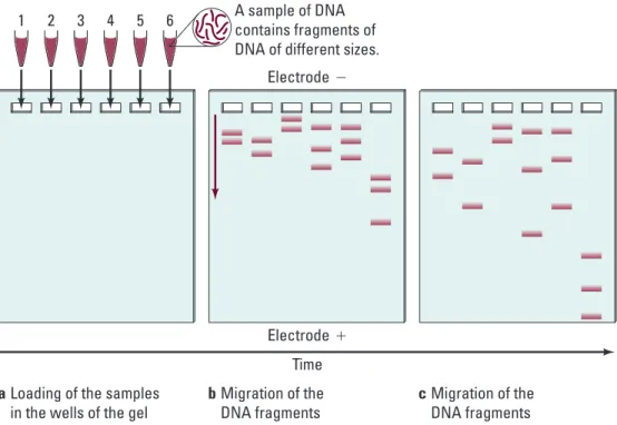 Figure 4. Loading an Agarose Gel and Migrating DNA Fragments Through Time