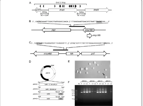 Figure 1 oriCindividual clones (C1 and C2) and analysed by agarose gel electrophoresis along with plasmid (P) DNA controland transformantsto produce plasmids pMHO-1, pMHO-2, pMHO-3 and pMHO-4 respectively(shown in bold) and putative TATA box location (unde