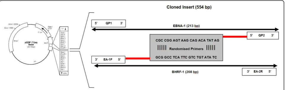 Figure 1 Plasmid vector pGEM showing location of cloned insert.