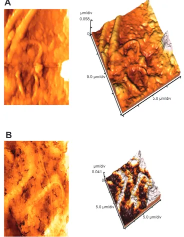 Figure 6 Atomic force microscopy (AFM) images of rat sperm. FeA) 2D and 3D images of untreated cells showing cluster cells with smooth surface