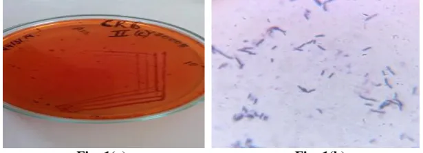 Fig 1: CgR6 growing on the minimal agar media supplemented with 0.01% Congo red (a) and the microscopic Fig: 1(a)                                                 Fig: 1(b) view of Bacillus sp CgR6 (b)