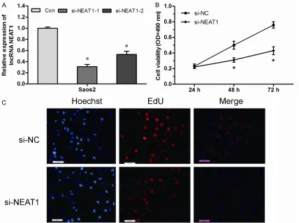 Figure 2. Inhibited NEAT1 expression suppressed OS cells proliferation in vitro. (A) Decreased NEAT1 efficiency was determined by qRT-PCR in Saos2 cells