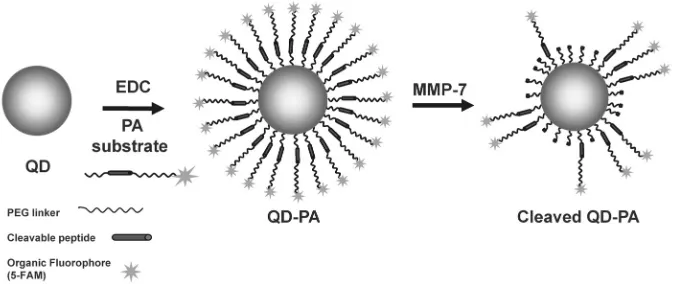 Figure 1 Schematic of QD-PA synthesis and subsequent cleavage.