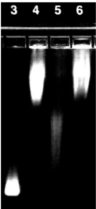Figure 3 The surface of carboxylate QDs was successfully functionalized with the (lane 4, diffuse band) is reduced compared with that of unmodi24 h exposure of the QD-PA conjugates to MMP-7 (lane 5) leads to a partial recov-ery of mobility, Increased mobil