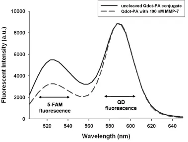 Figure 4 QDs modirepresentative of n (dashed line) results in reduced 5-FAM ﬁ ed with PA construct possess two ﬂ uorescence emission peaks consistent with colocalized QD and PA construct ﬂ uorescence