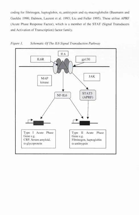 Figure 1. Schematic O f The IL6 Signal Transduction Pathway