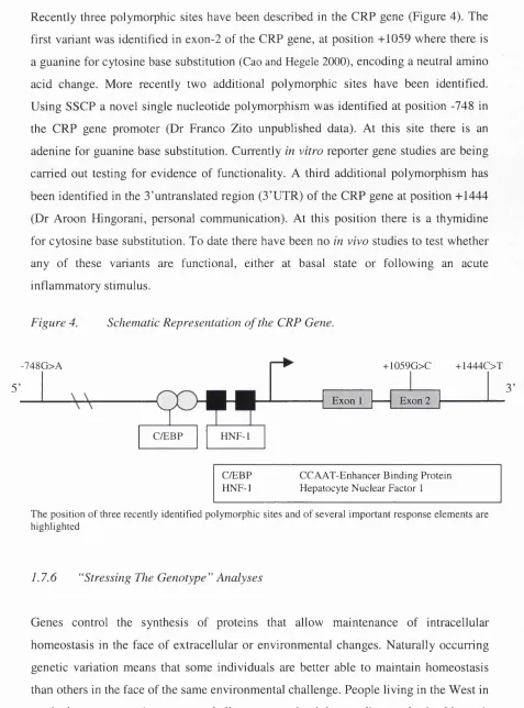 Figure 4. Schematic Representation o f the CRP Gene.