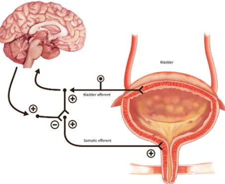 Figure 2. The guarding reflex promotes continence and al-lows the outlet to contract the urinary sphincter during peri-ods of stress