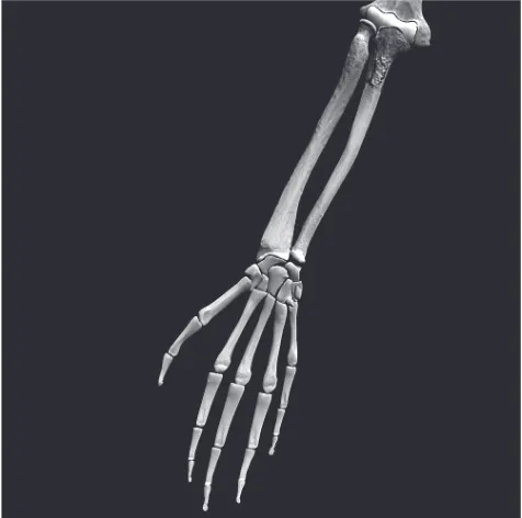 Figure 2 Hand and arm information from the Kasterstener virtual human body.The resolution of the objects shown is extremely high