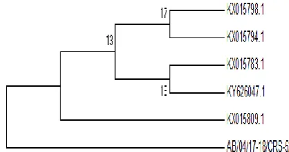 Figure 2: Quality of extracted DNA on agarose gel. 