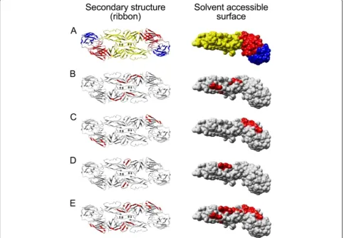 Figure 2 Location of the identified peptide epitopes in E protein structure. Left-hand panels show the secondary structure (dimer) andright-hand panels show the solvent accessible surface (monomer) of E protein