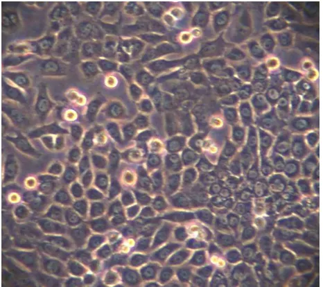 Figure 1. T47D cells were cultured in DMEM medium